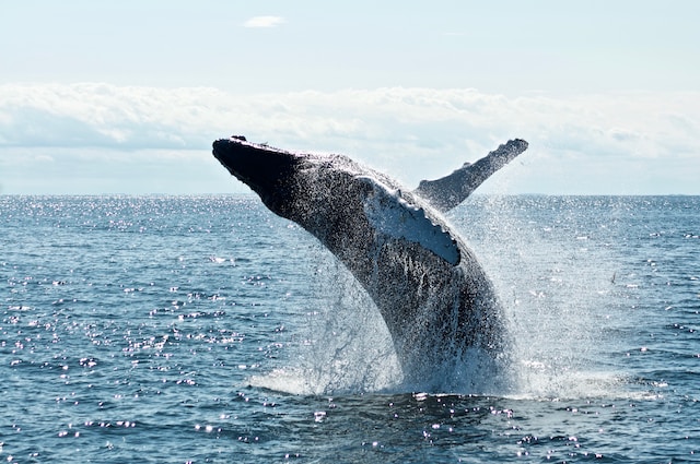 Atividade de baleias do Cardano aumenta; traders de Hedera buscam o melhor investimento em criptomoedas