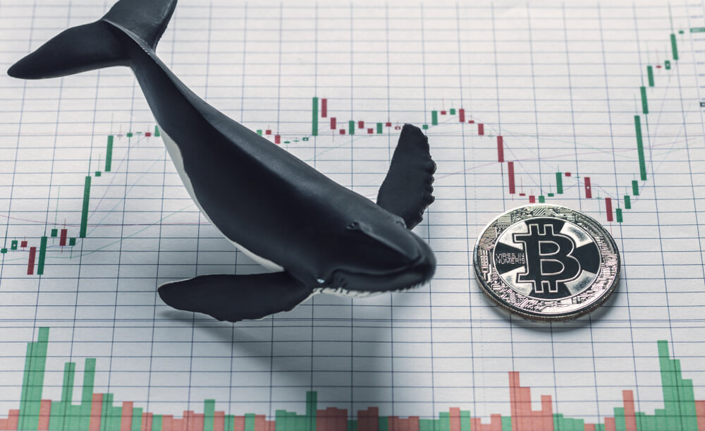 A terceira maior baleia Bitcoin compra US$ 24 milhões em BTC