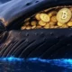 baleia bitcoin